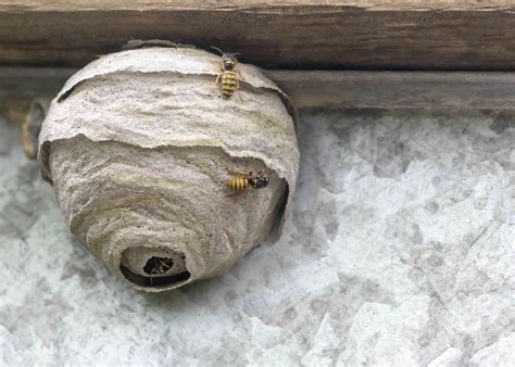 local wasp nest removal